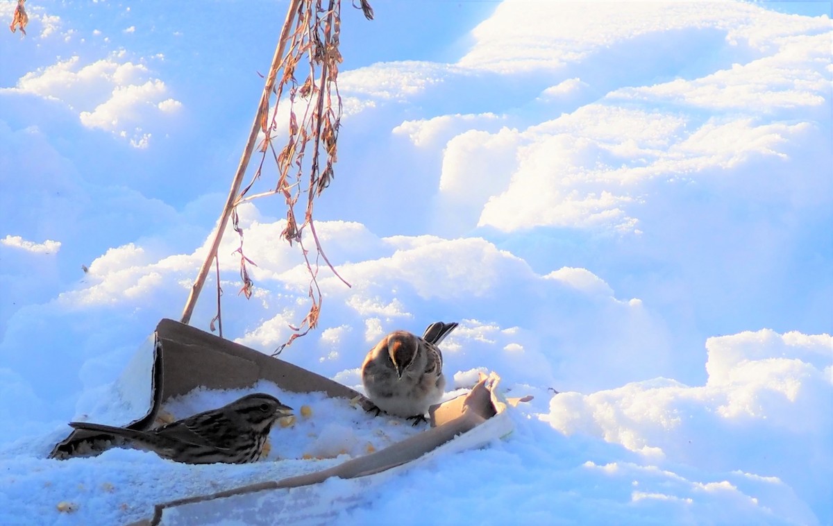 Spizella sp./American Tree Sparrow - ML521768961