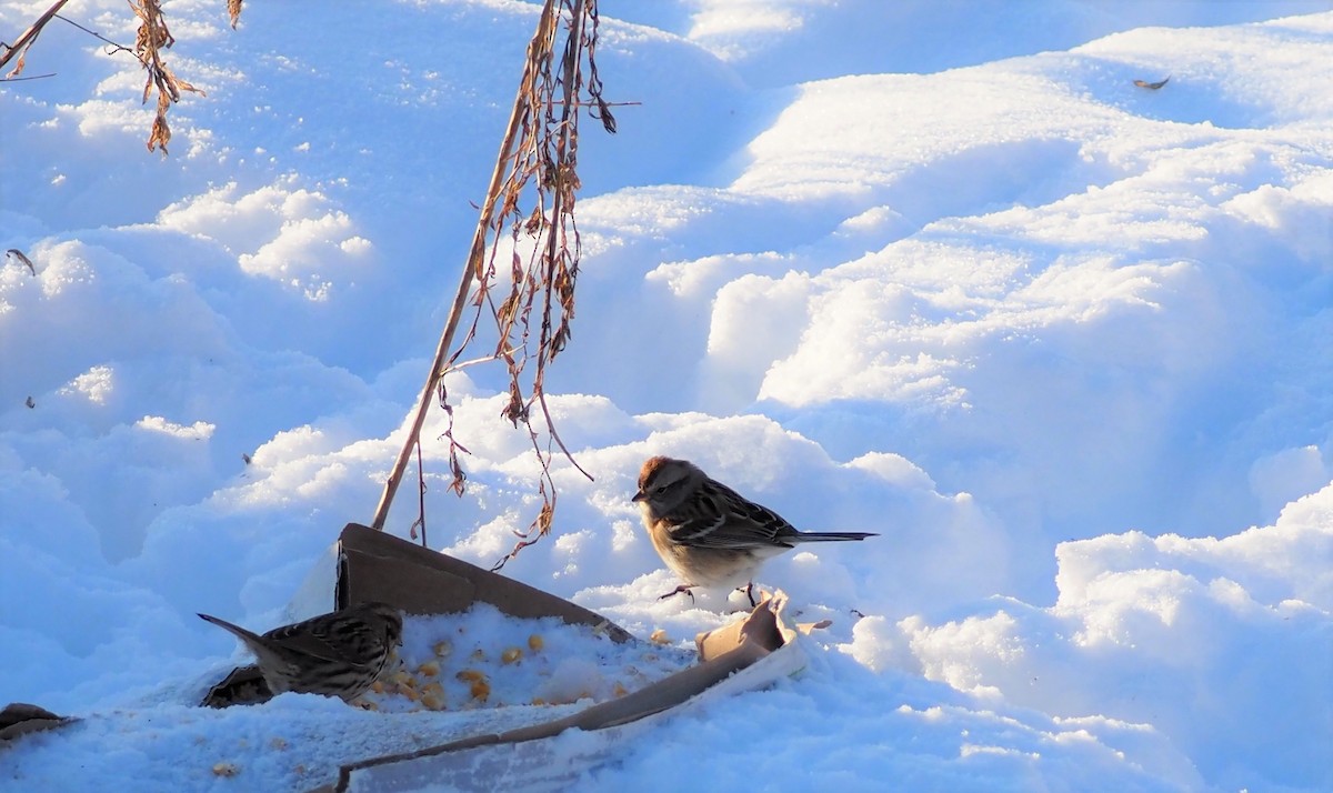 Spizella sp./American Tree Sparrow - ML521768971