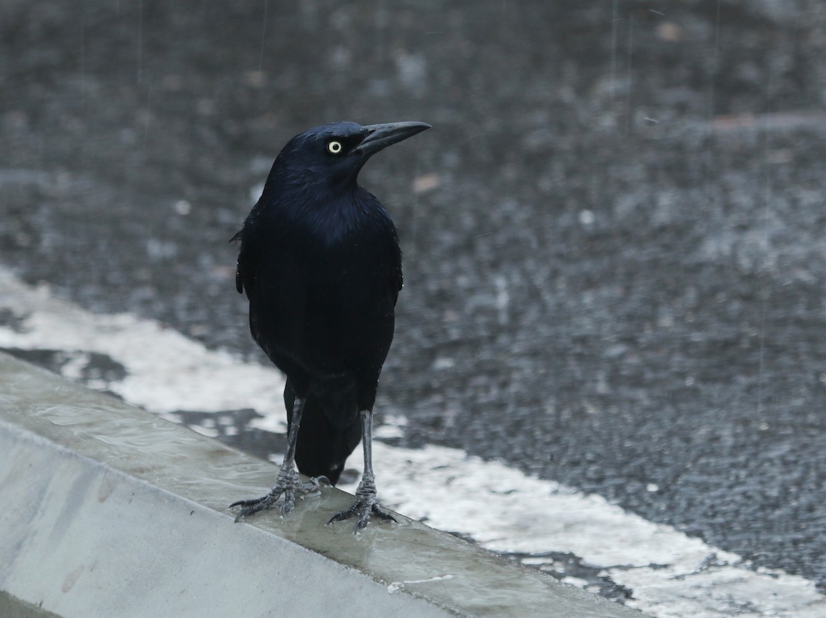 Great-tailed Grackle (Western) - ML521769111