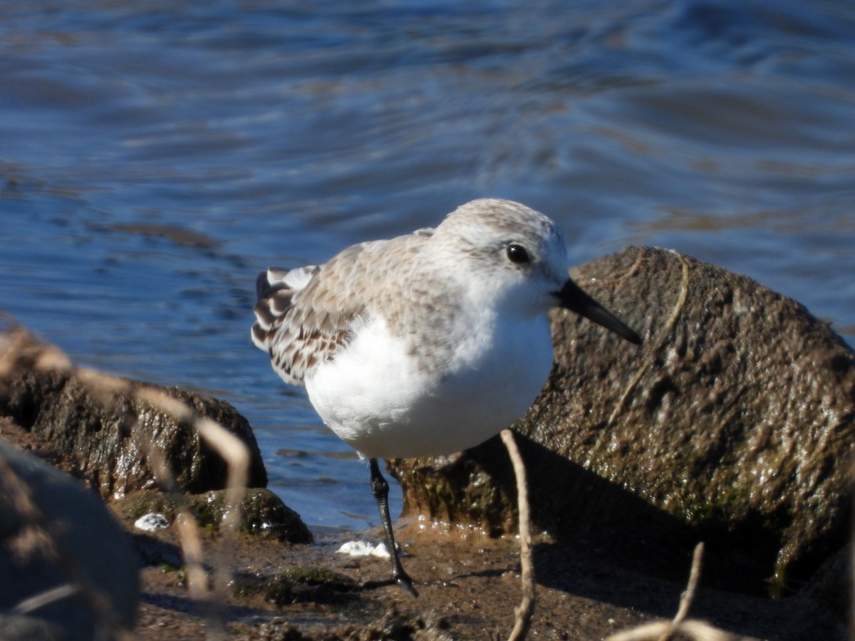 Sanderling - ML521769431