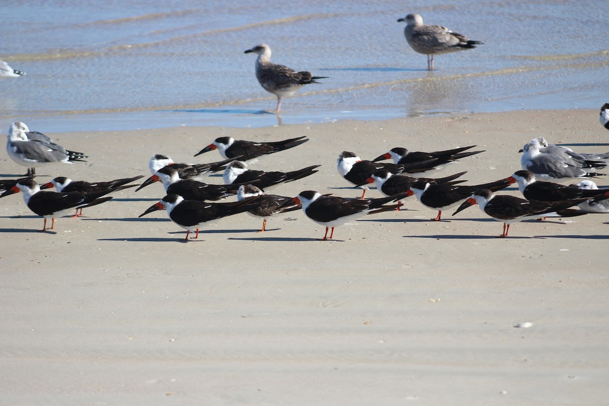 Black Skimmer - ML521769771