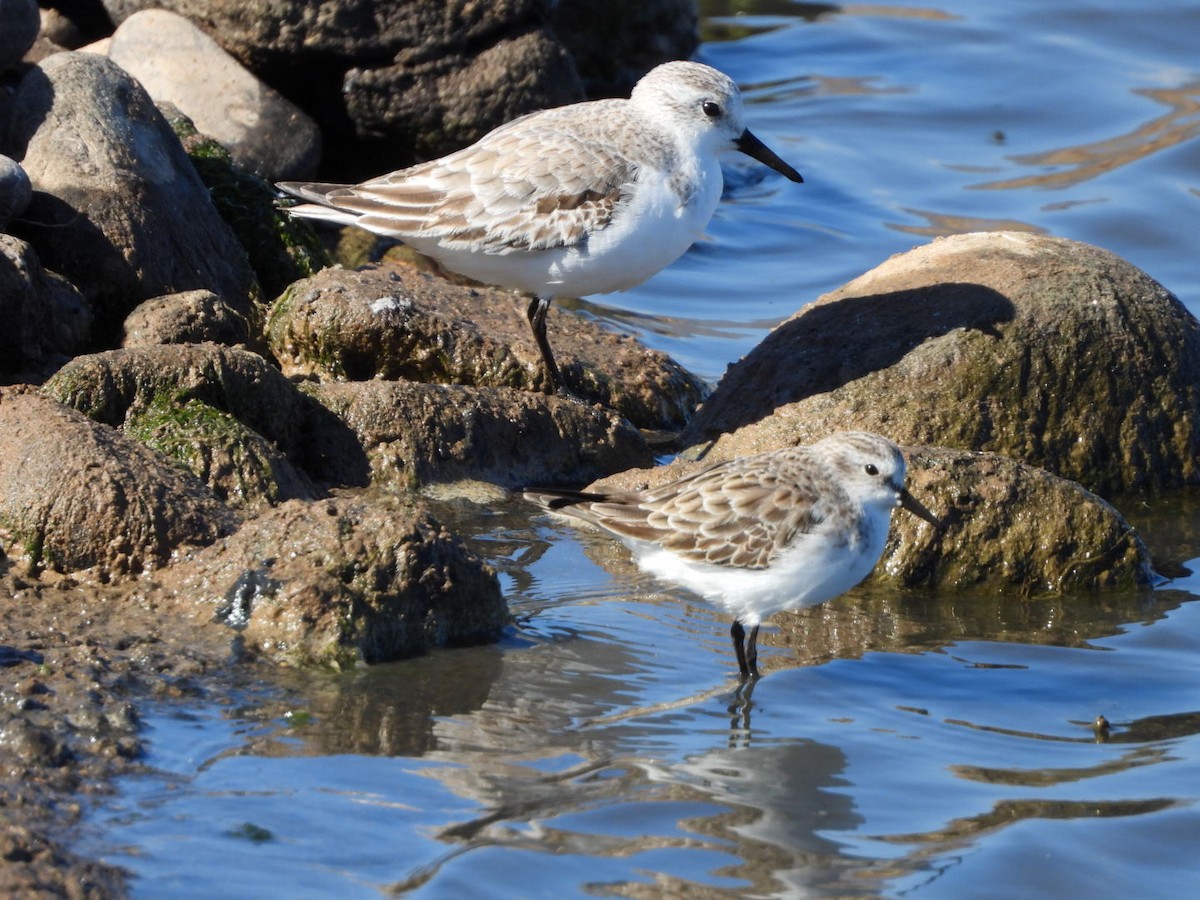 Little Stint - Miguel Hernández Santana