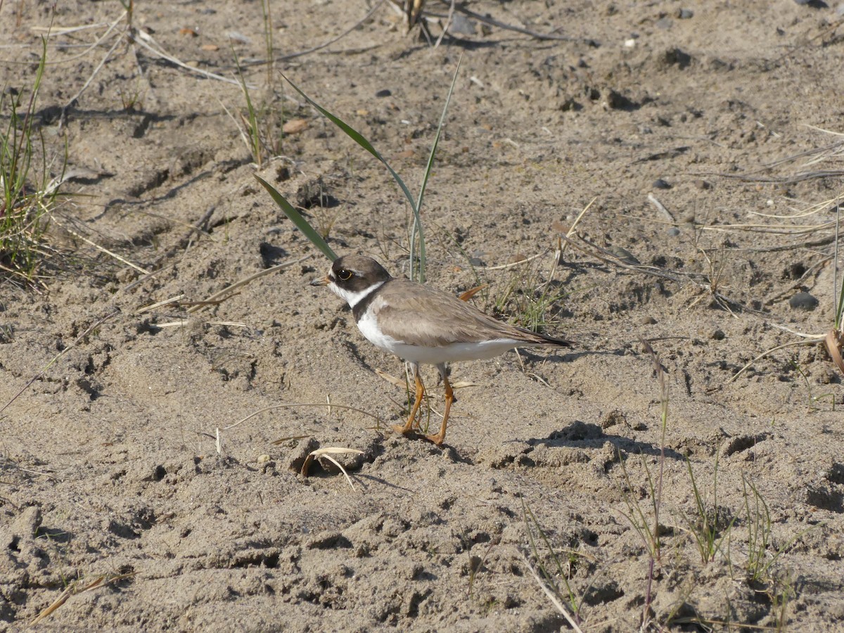 Semipalmated Plover - ML521770481