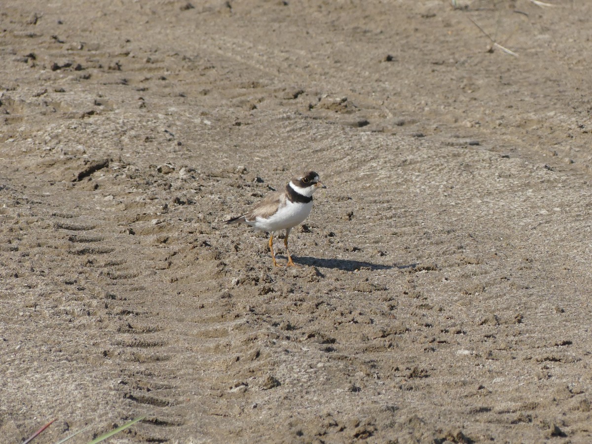 Semipalmated Plover - ML521770491