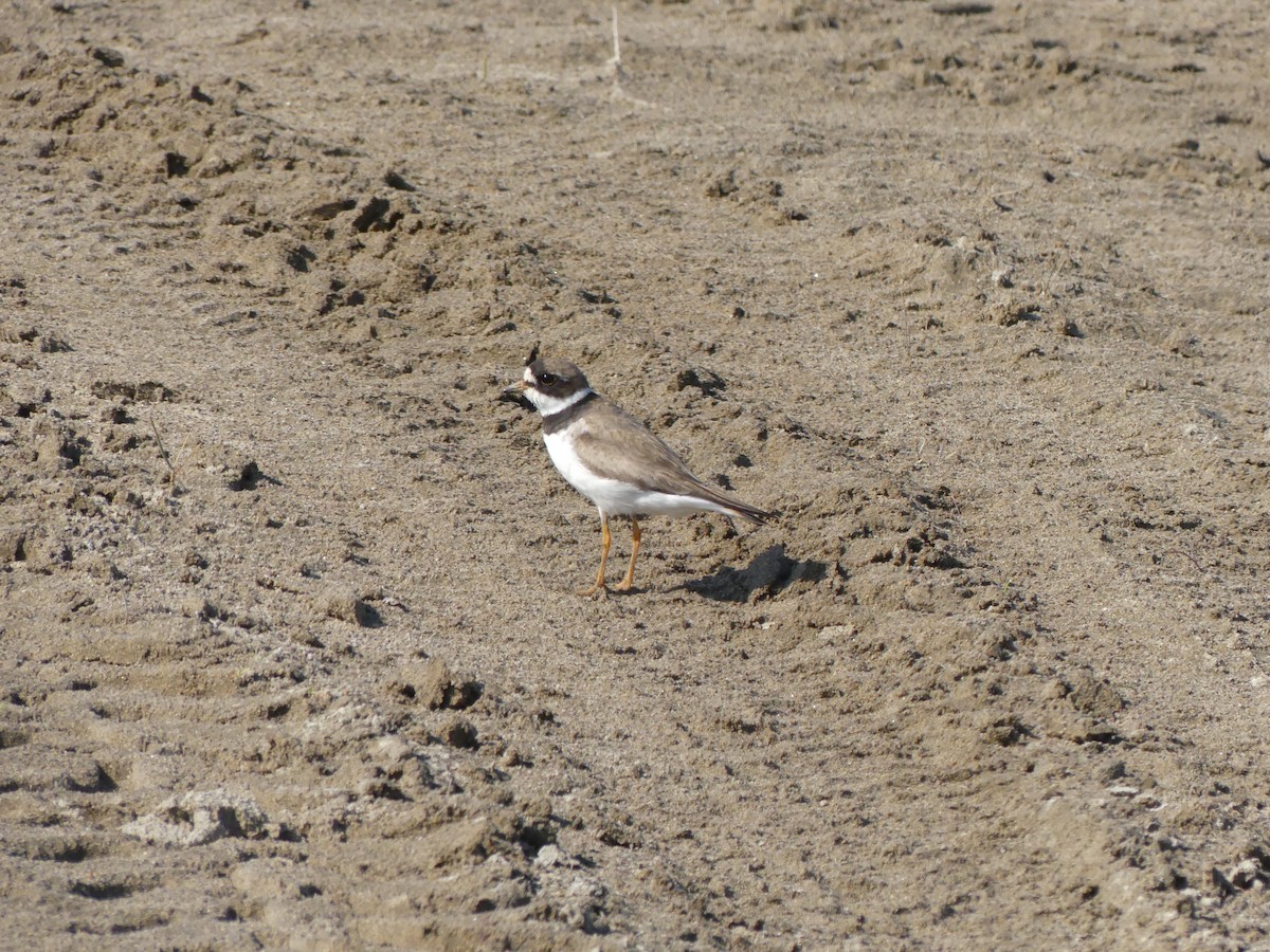 Semipalmated Plover - ML521770501