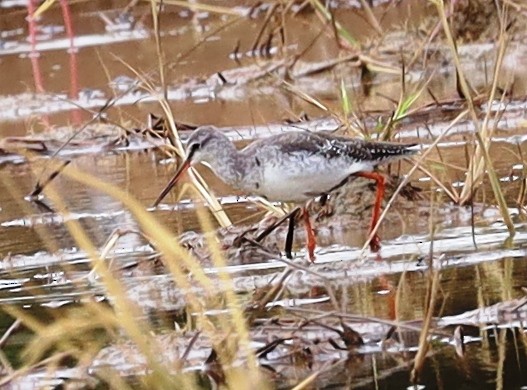 Spotted Redshank - Lai Peng Chiang