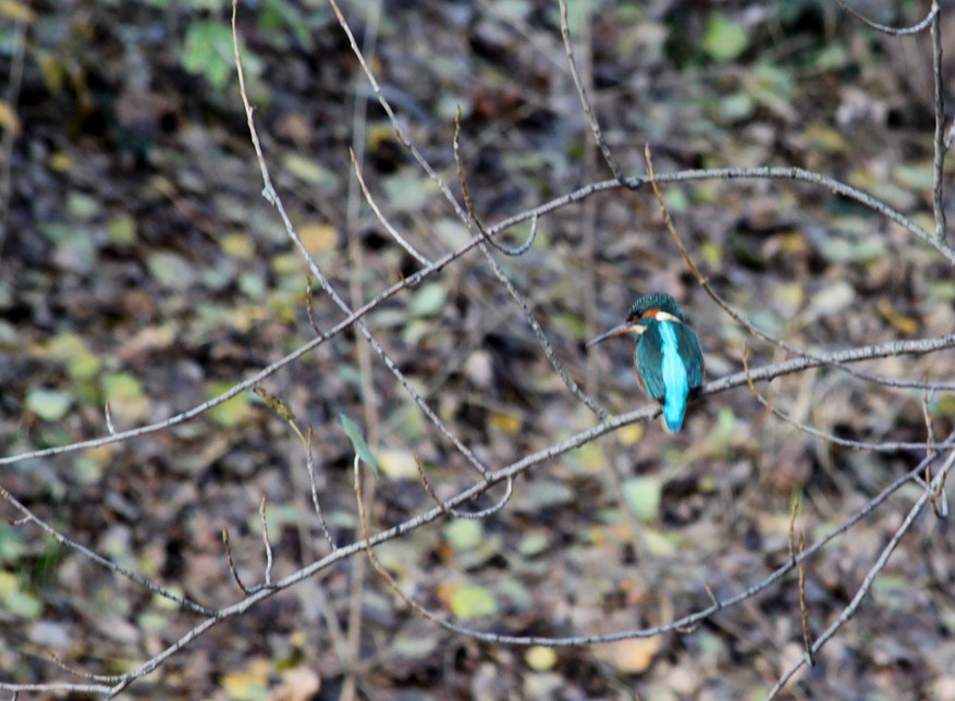 Common Kingfisher - Mario Alonso