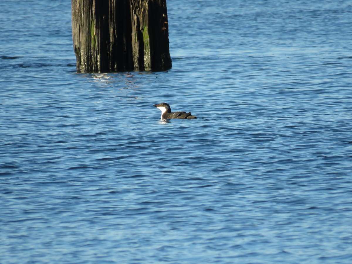 Razorbill - ML521771431