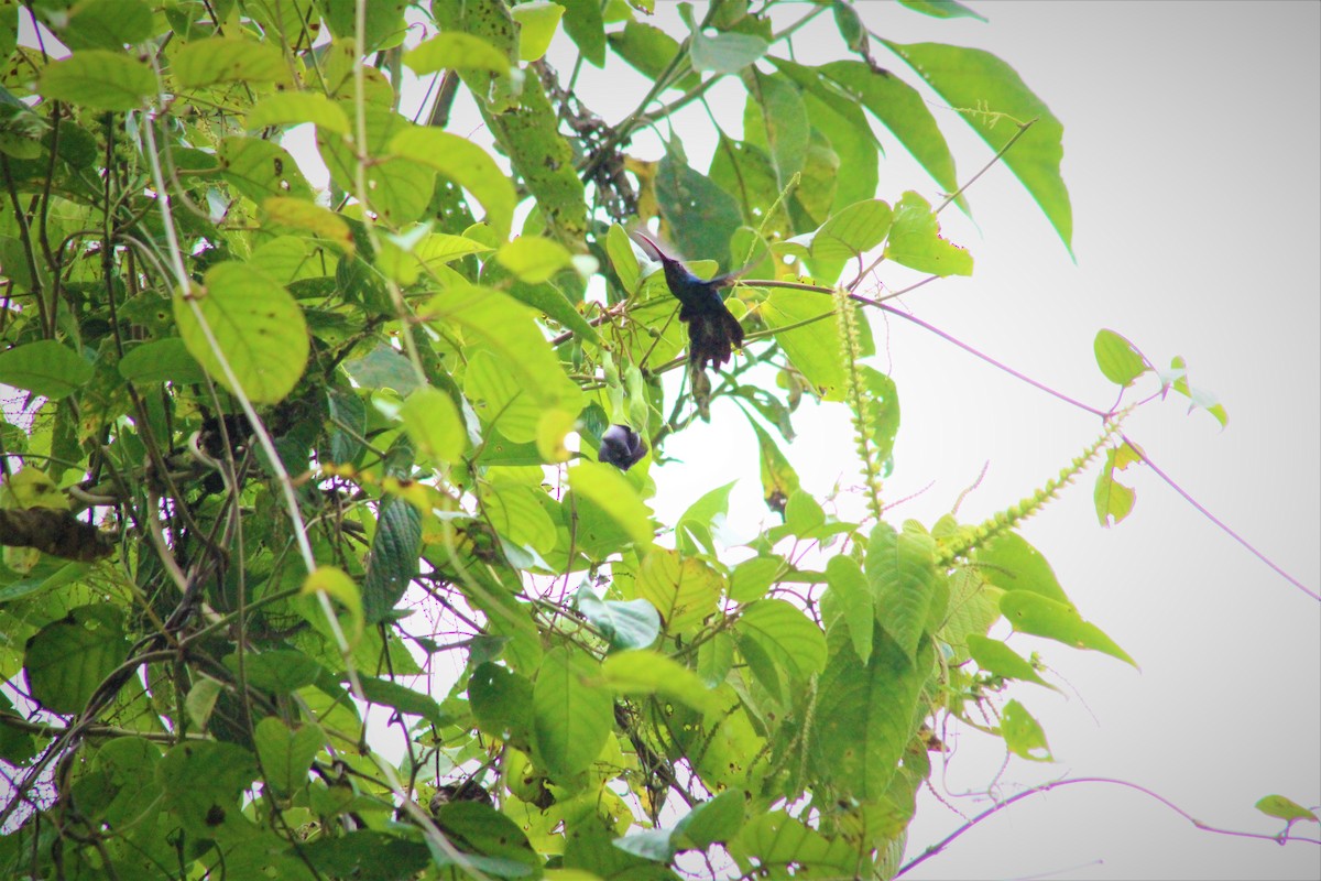 Зелёный колибри-отшельник - ML521771581