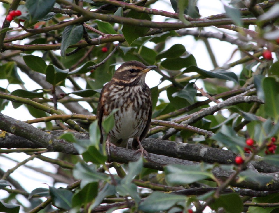 Redwing - ML521772081