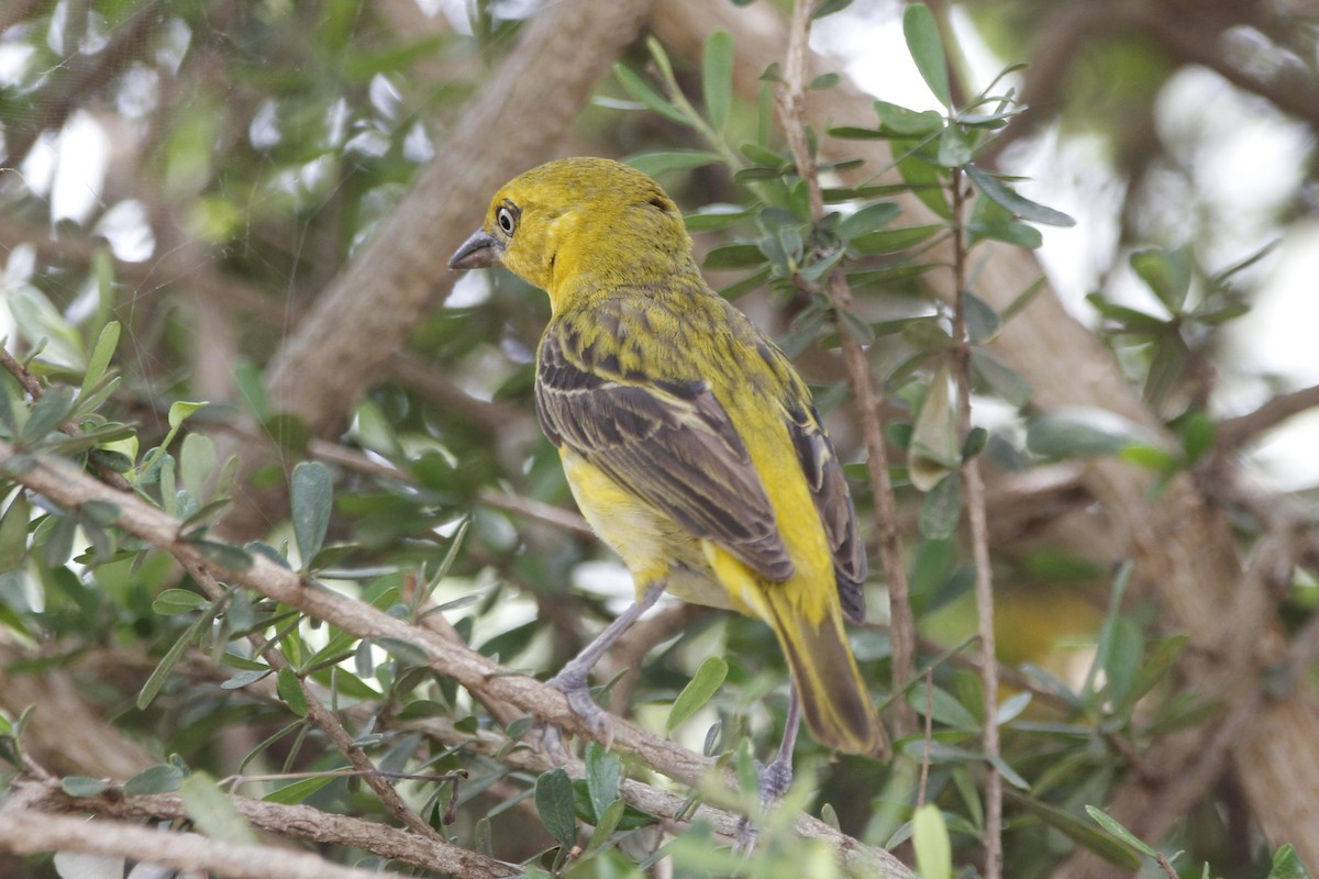 Lesser Masked-Weaver - ML521772721