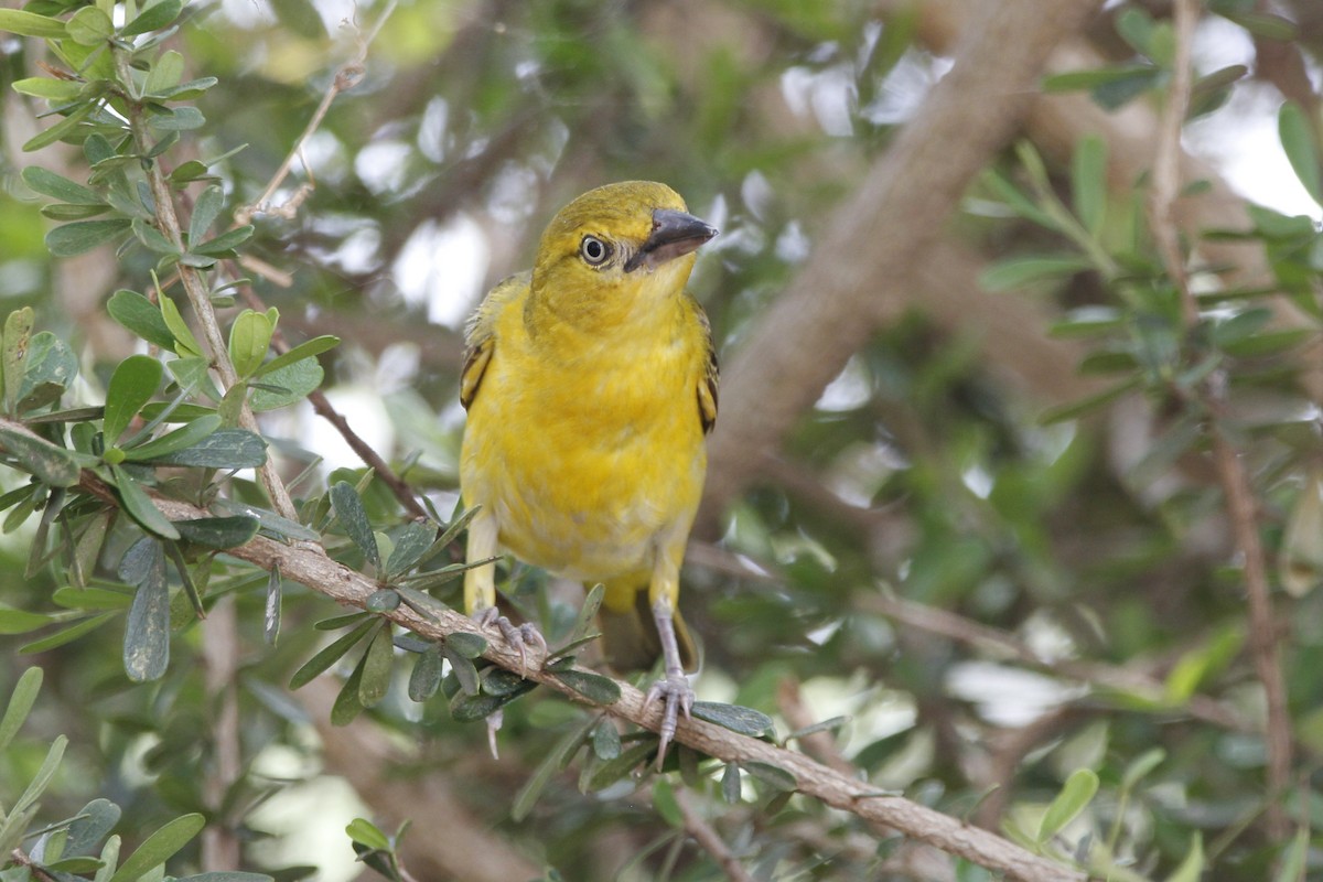 Lesser Masked-Weaver - ML521772731