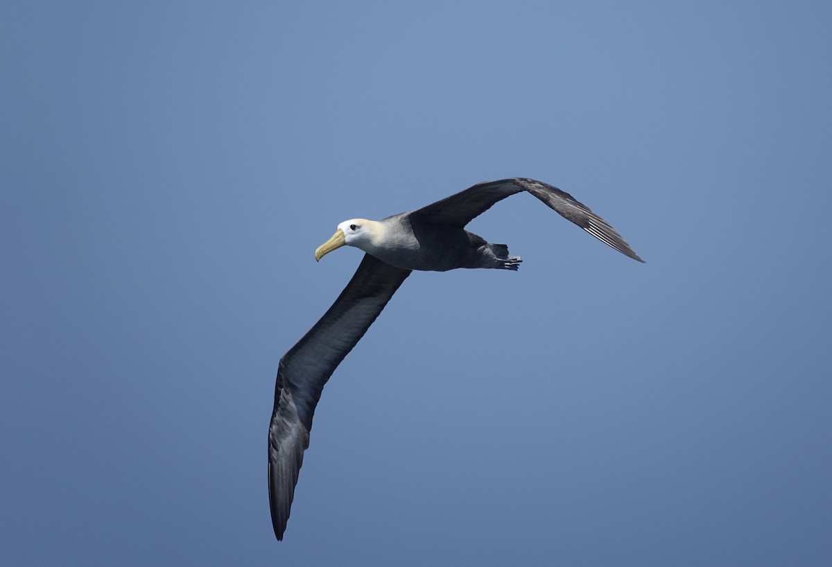 Albatros de Galápagos - ML521773271