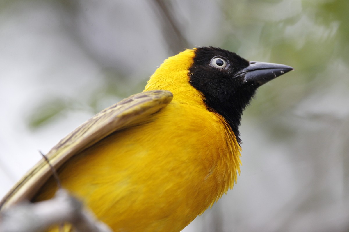 Lesser Masked-Weaver - ML521773681
