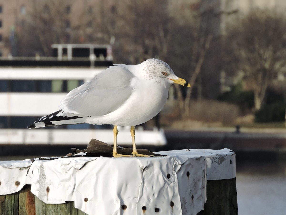 Ring-billed Gull - ML521774311