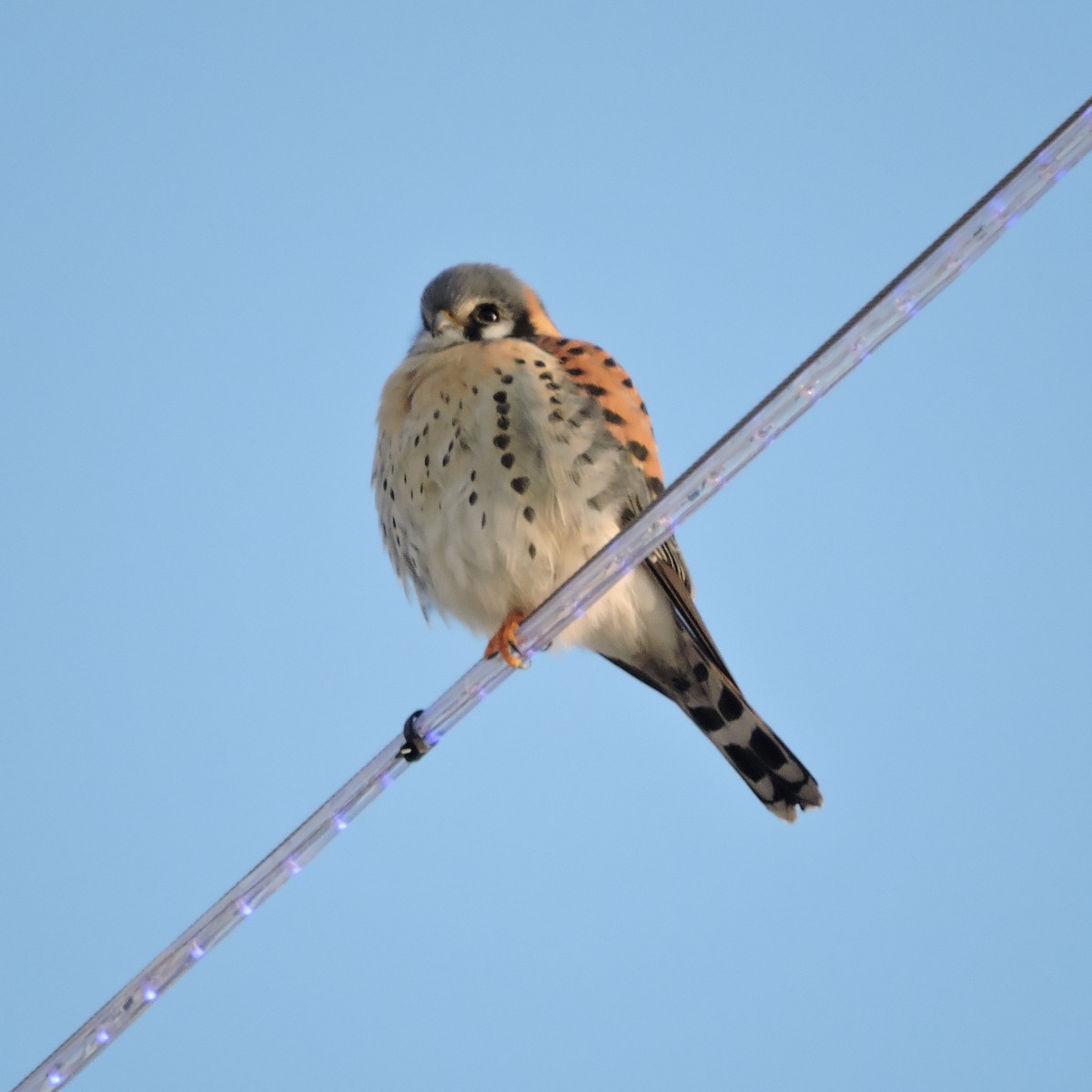 American Kestrel - ML521774591