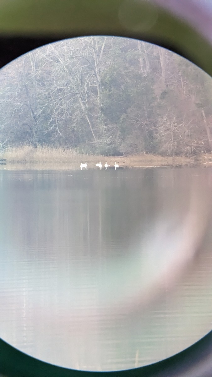 Tundra Swan - ML521774781