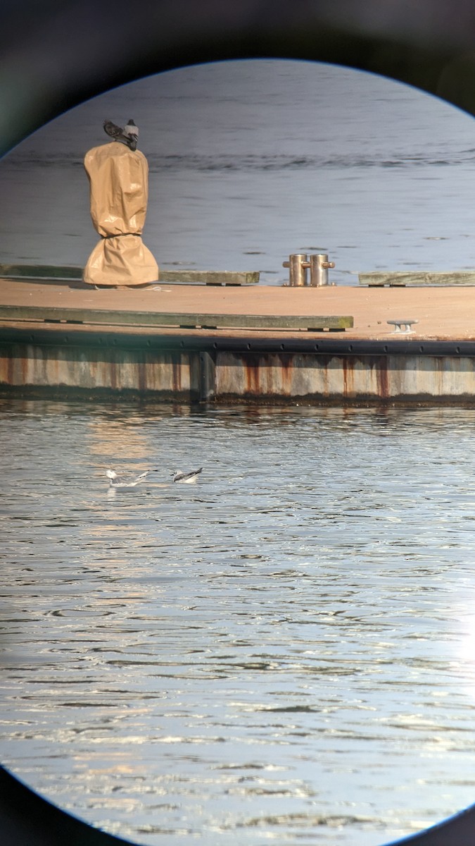 Bonaparte's Gull - ML521775151