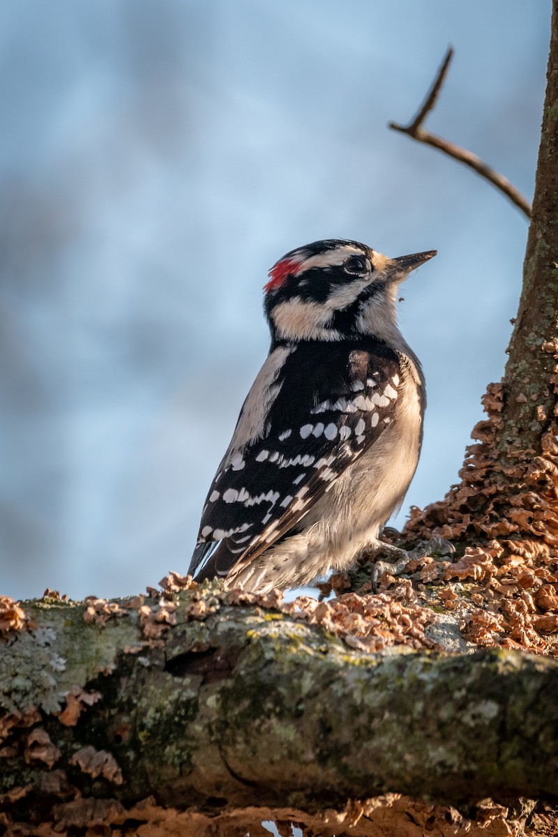 Downy Woodpecker - ML521775681