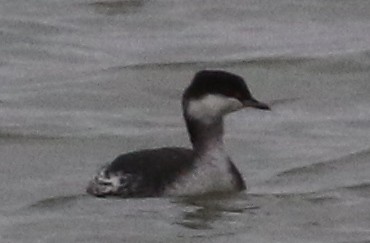 Horned Grebe - ML521778971