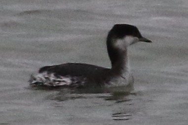 Horned Grebe - ML521779001