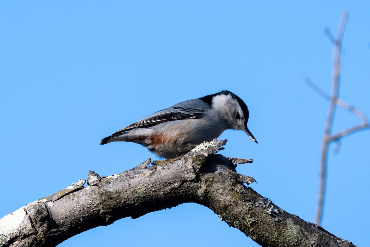 White-breasted Nuthatch - ML521779971