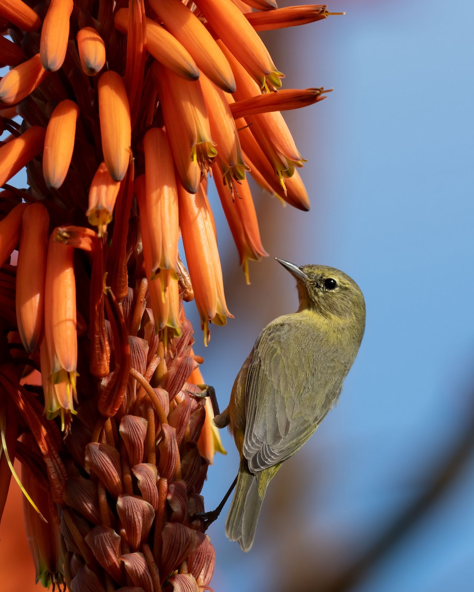 Orange-crowned Warbler - Sue Cook