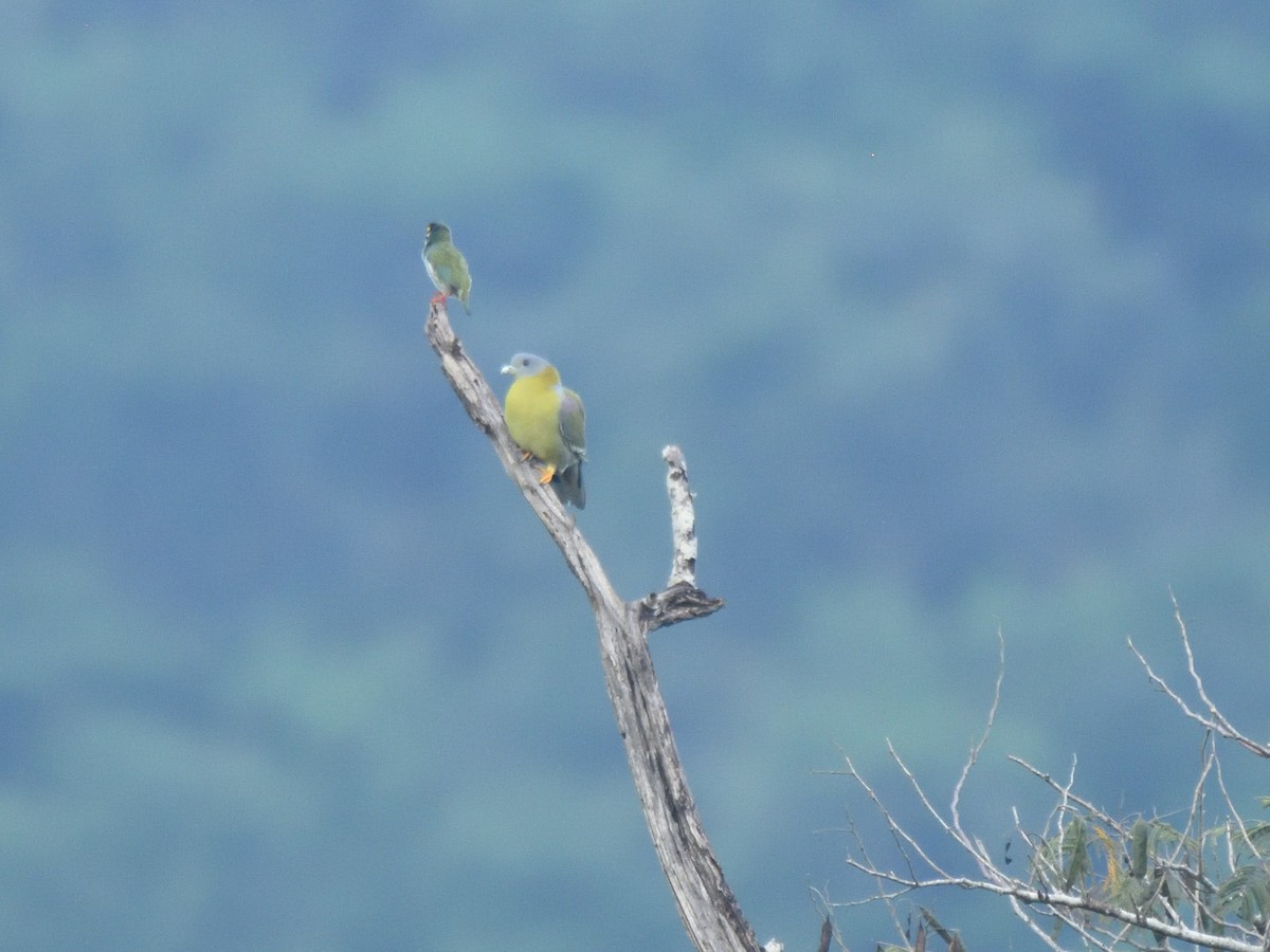 Yellow-footed Green-Pigeon - Usha Viswanathan