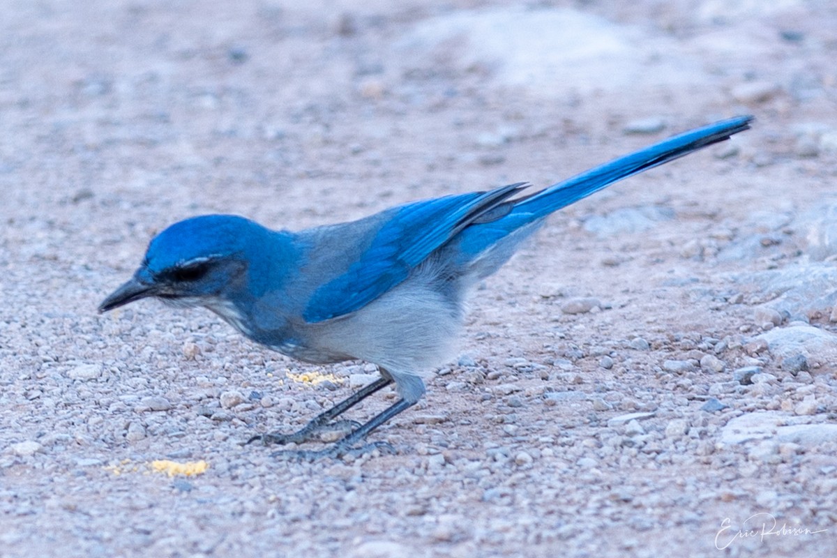 Woodhouse's Scrub-Jay - ML521781311