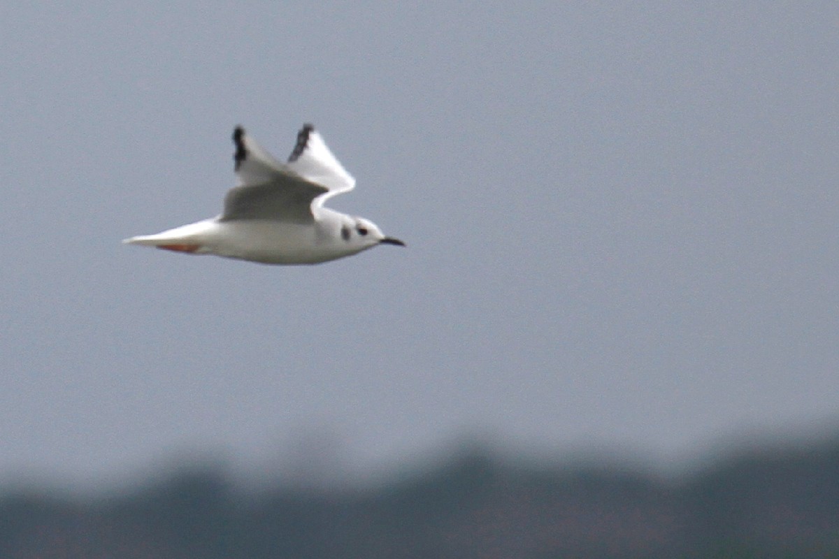 Bonaparte's Gull - steve b