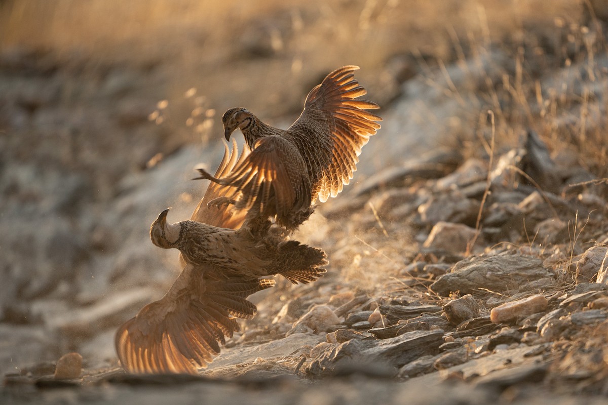 Orange River Francolin - ML521785001