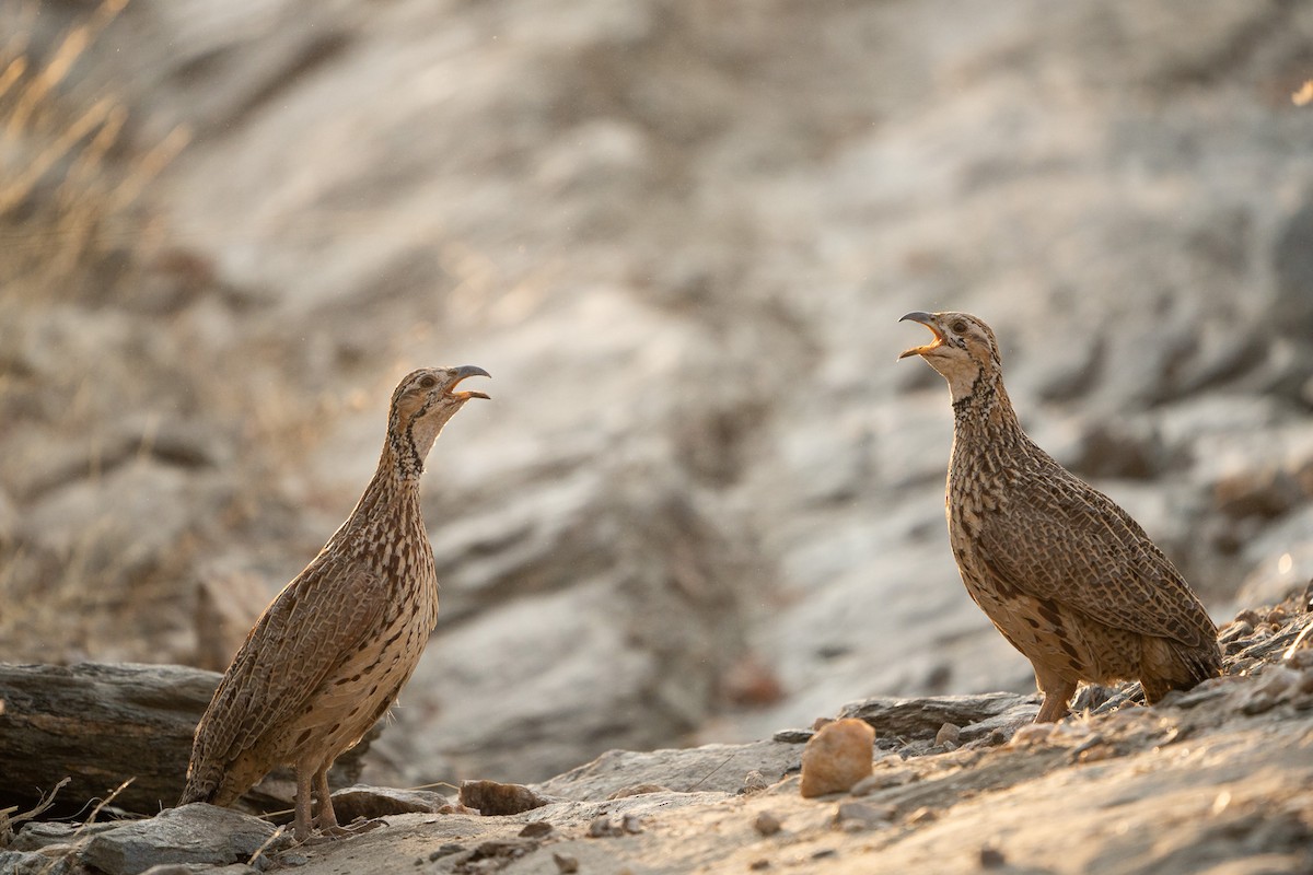 Orange River Francolin - ML521785011