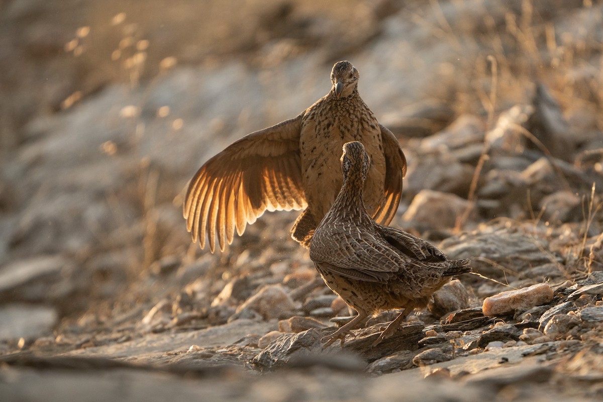 Orange River Francolin - ML521785021