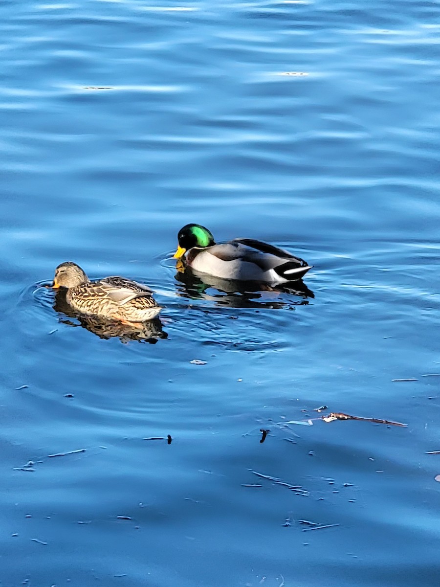 Canard colvert - ML521785671