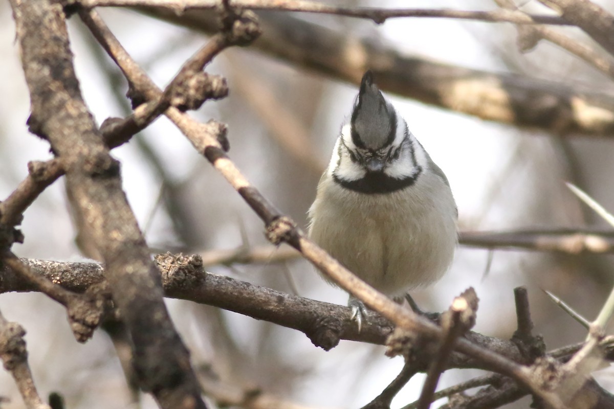 Bridled Titmouse - ML521785701