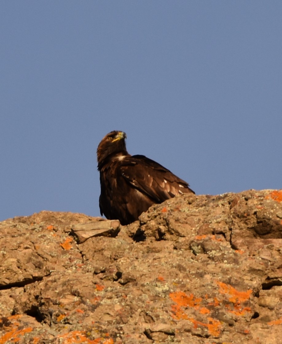 Golden Eagle - Kathy Major