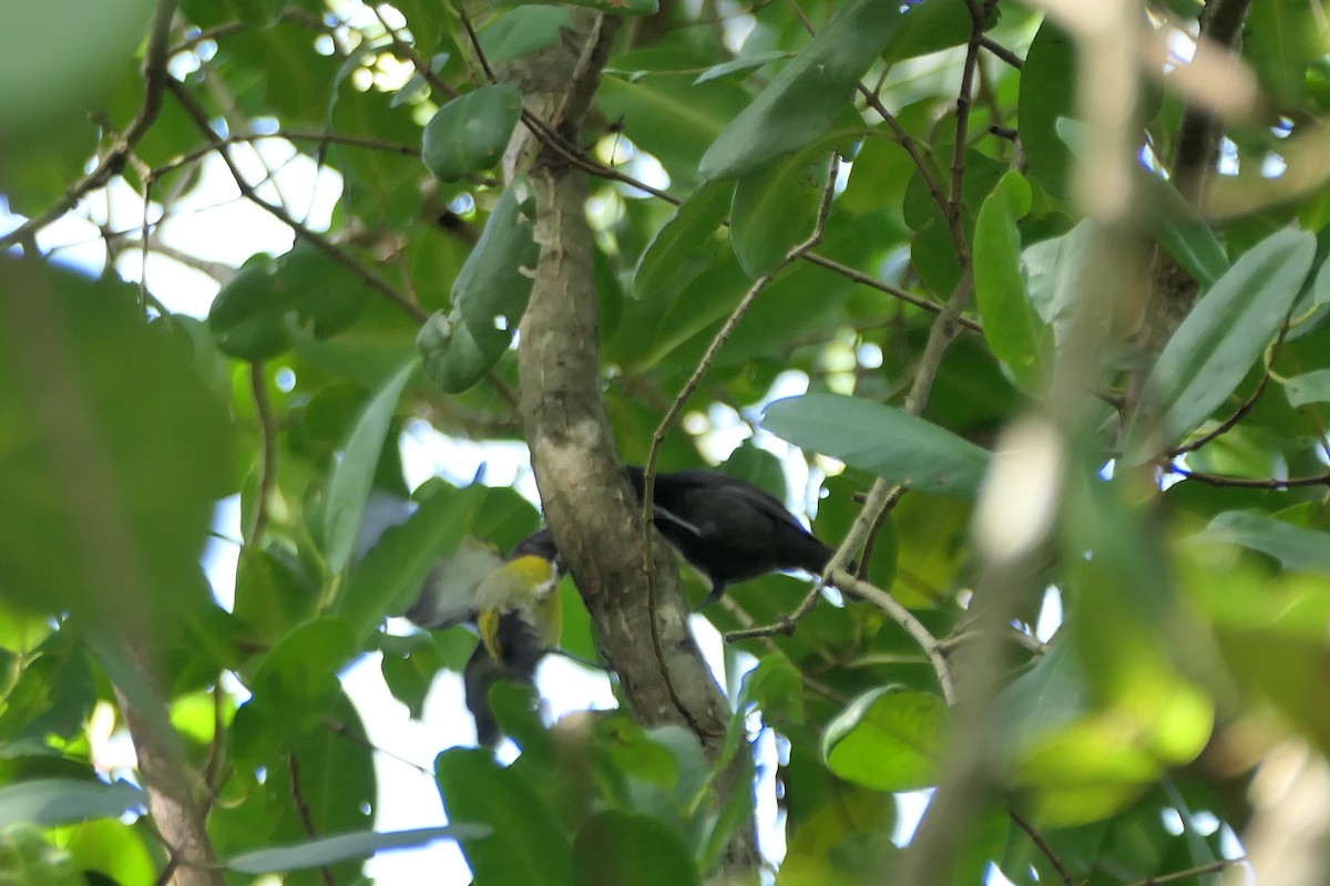 Bananaquit (Grenada) - Kenrith Carter