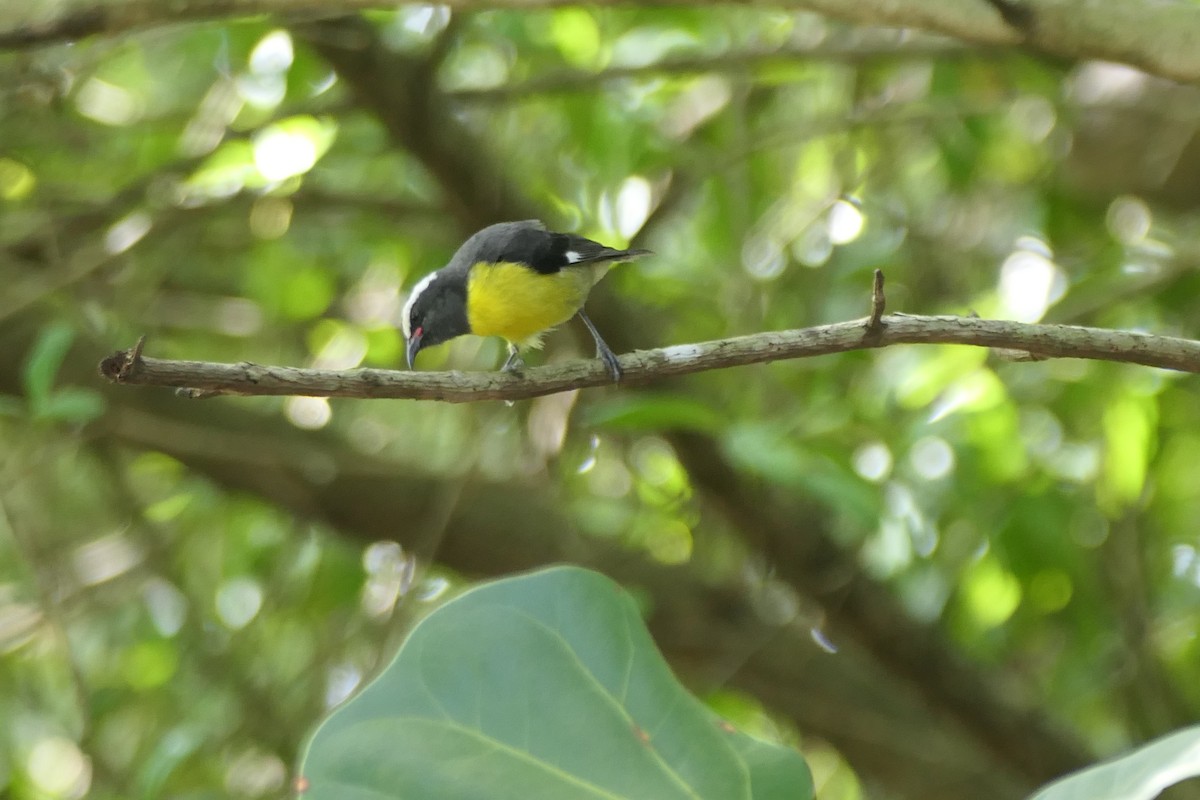 Bananaquit - Kenrith Carter