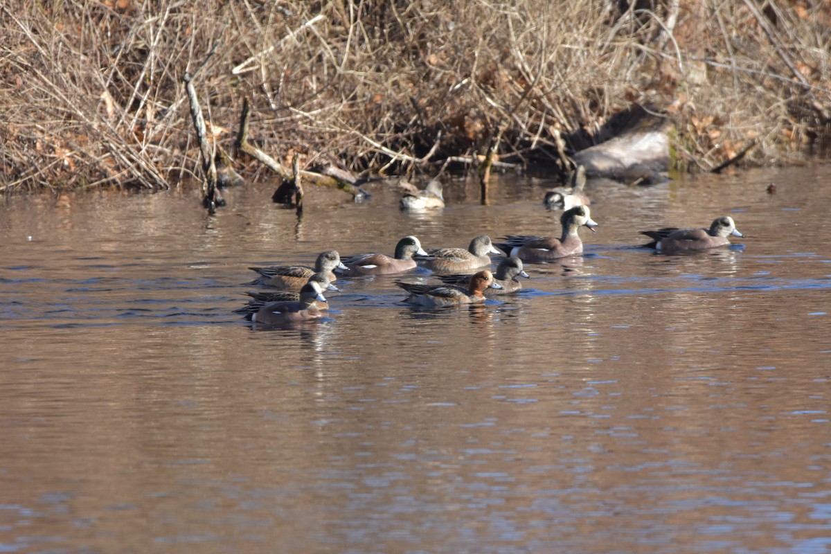 Canard siffleur - ML521792451