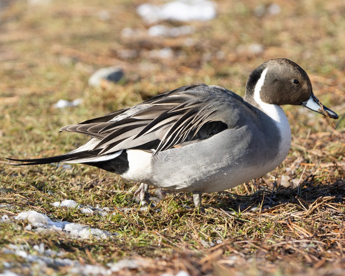 Northern Pintail - ML521792511