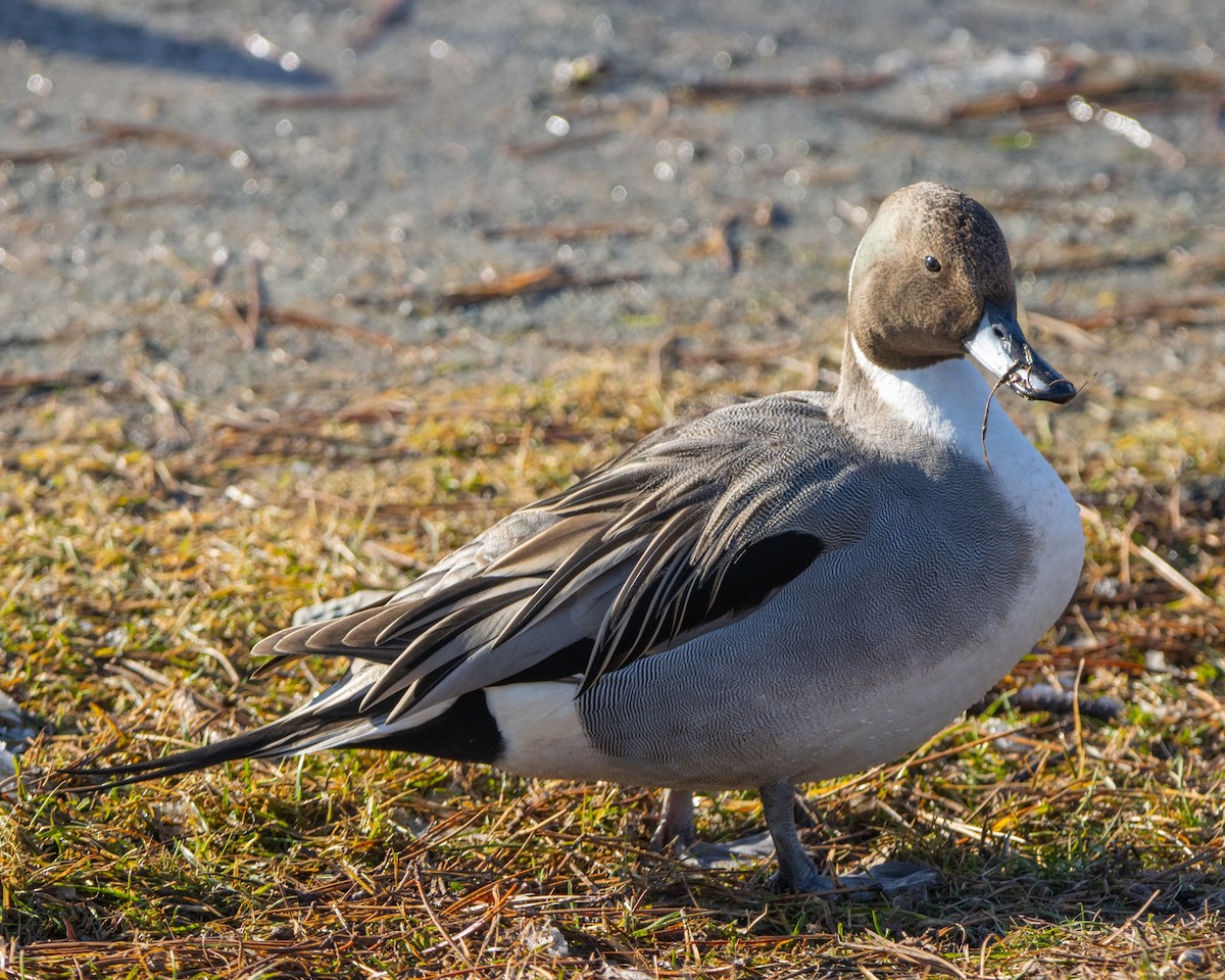 Northern Pintail - Krystyn Scrbic