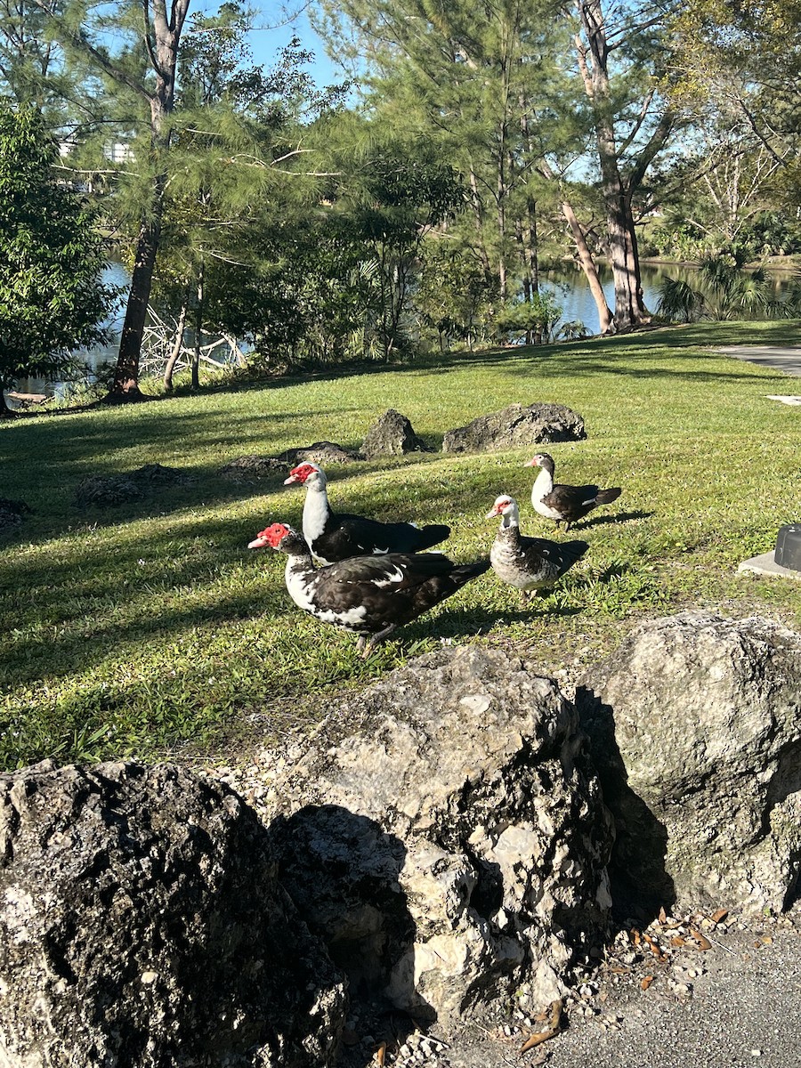 Muscovy Duck (Domestic type) - ML521793461