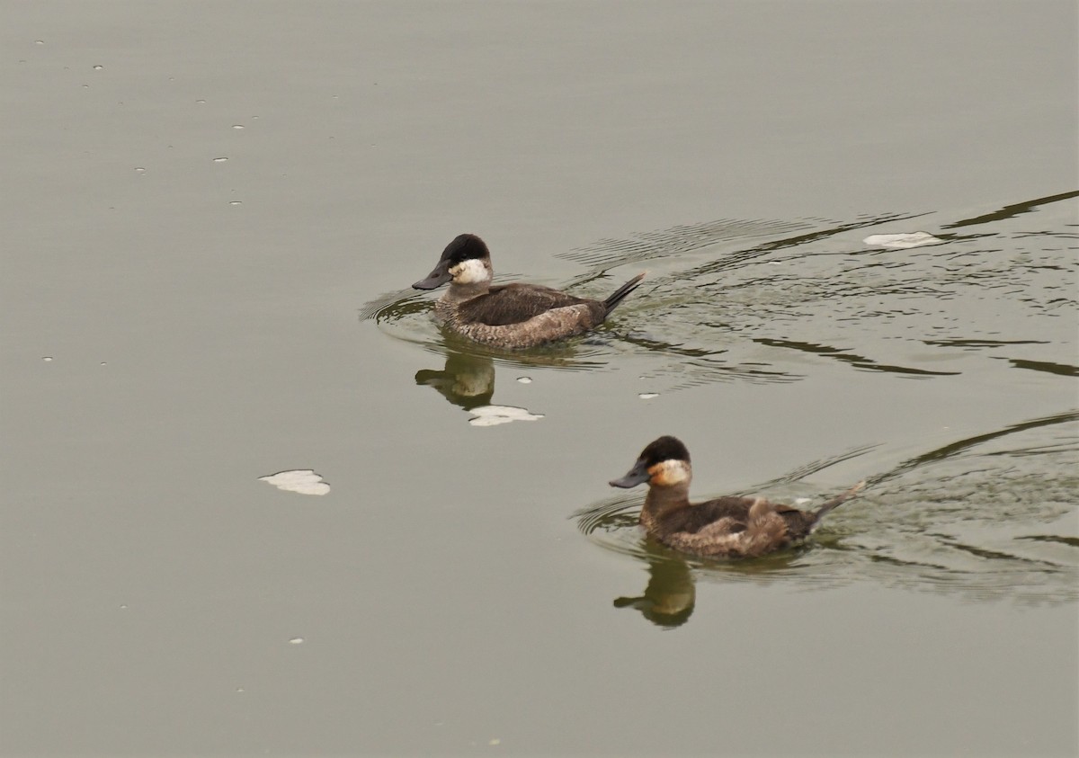 Ruddy Duck - ML521794531