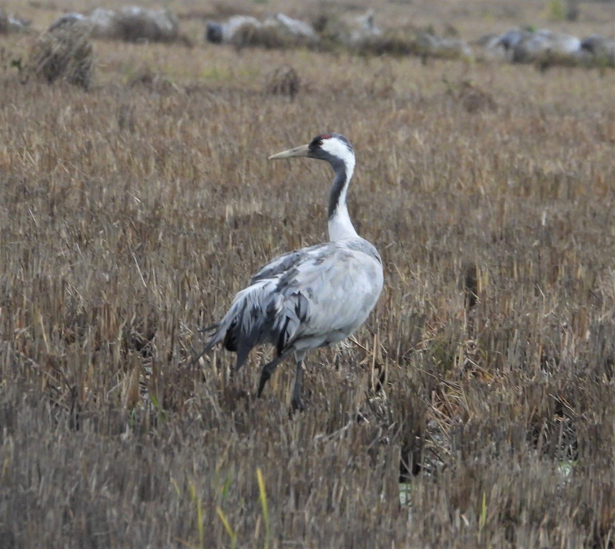 Common Crane - ML521794721