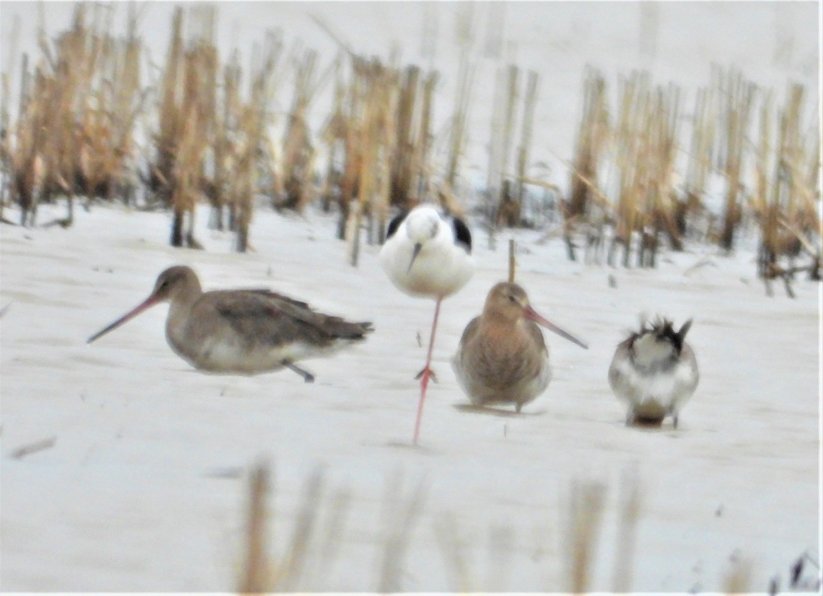 Black-tailed Godwit - ML521794971