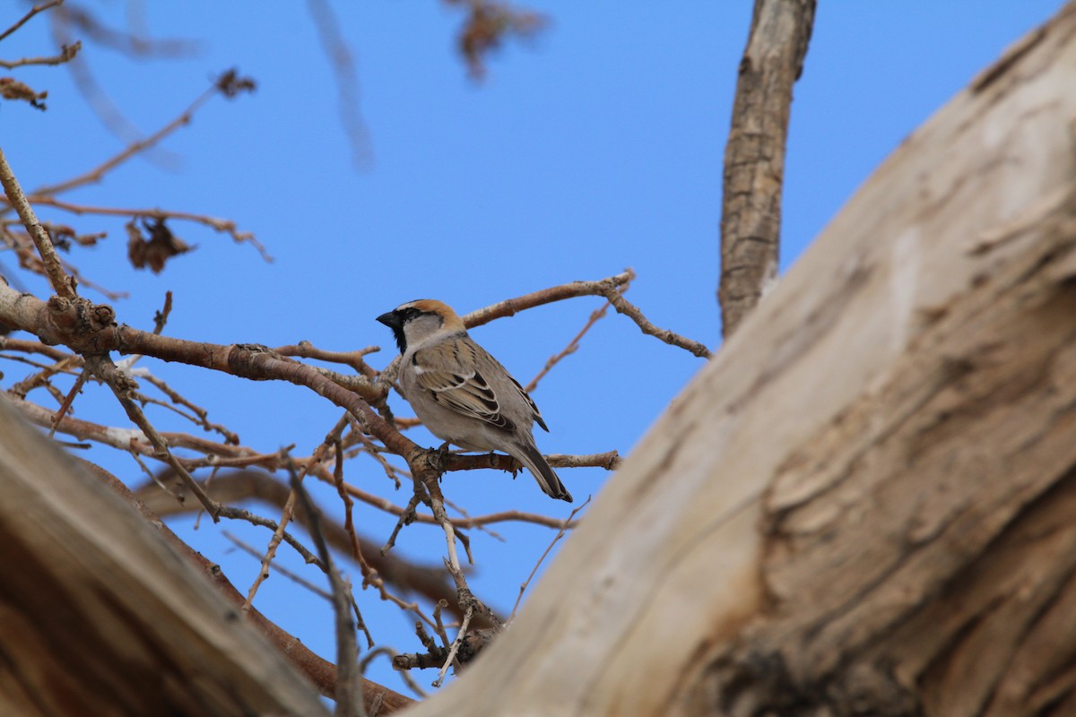 Saxaul Sparrow - ML521795321