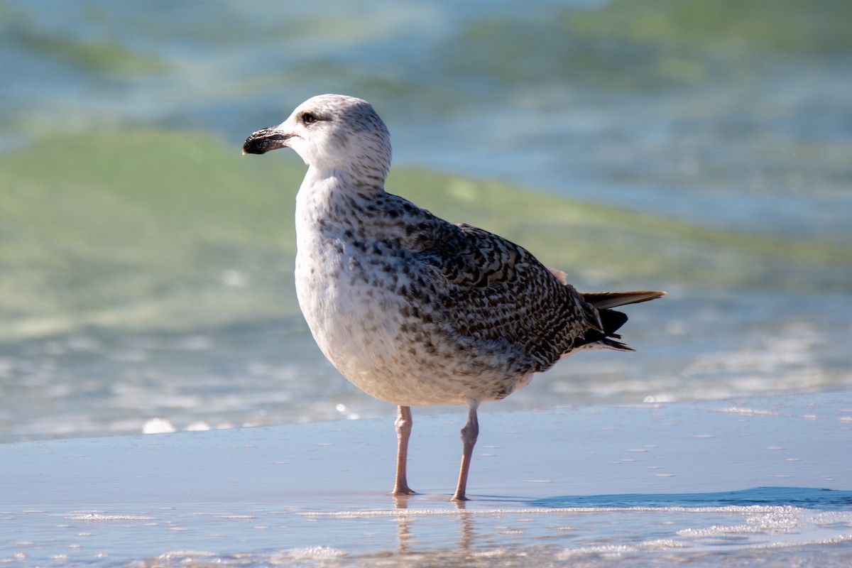 Great Black-backed Gull - ML521795811