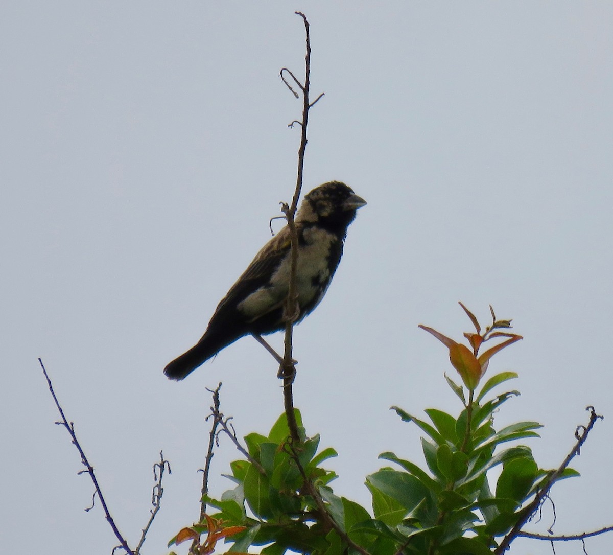 Marsh Widowbird - ML521796301