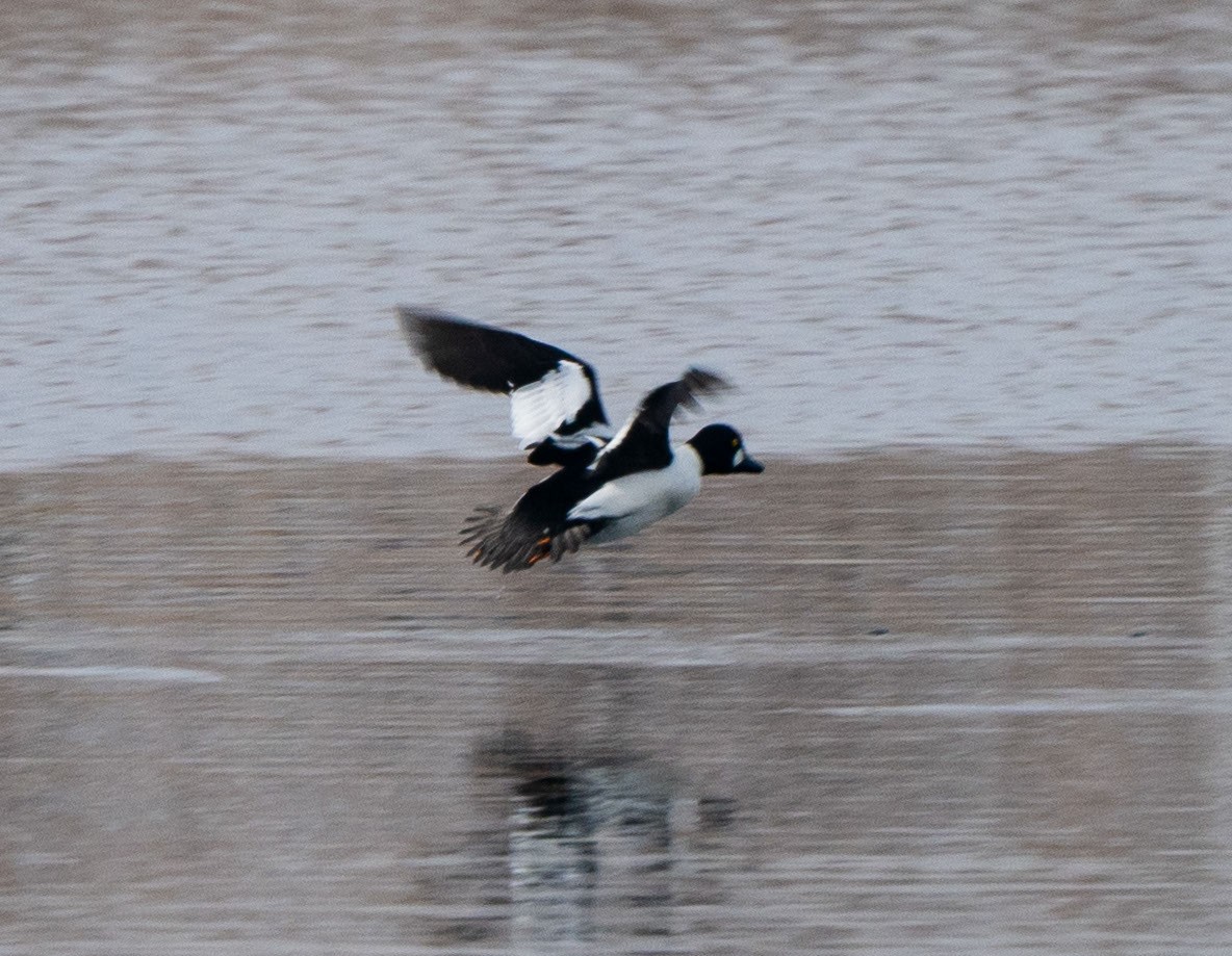 Common Goldeneye - ML521796941