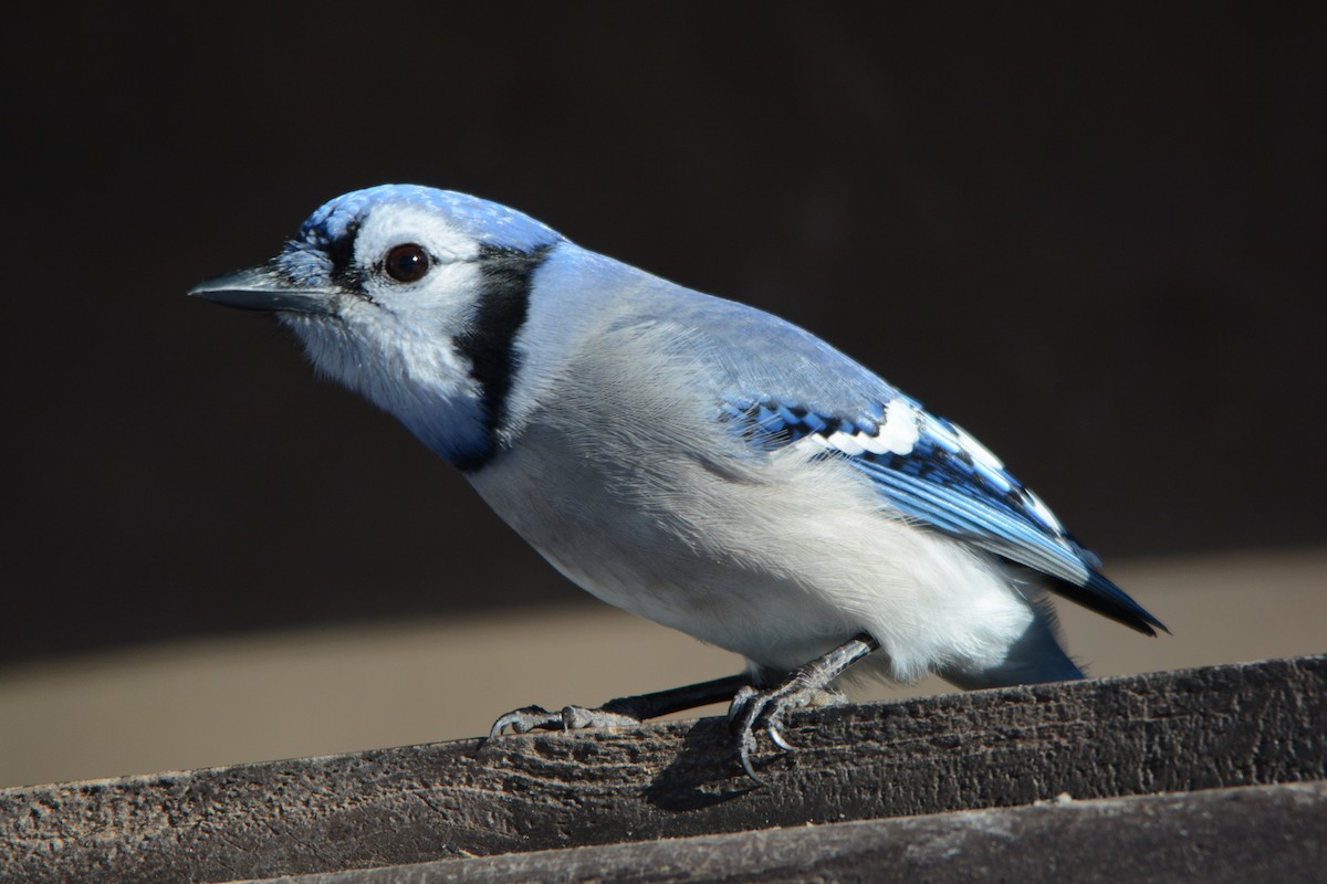 Blue Jay - ML521797461